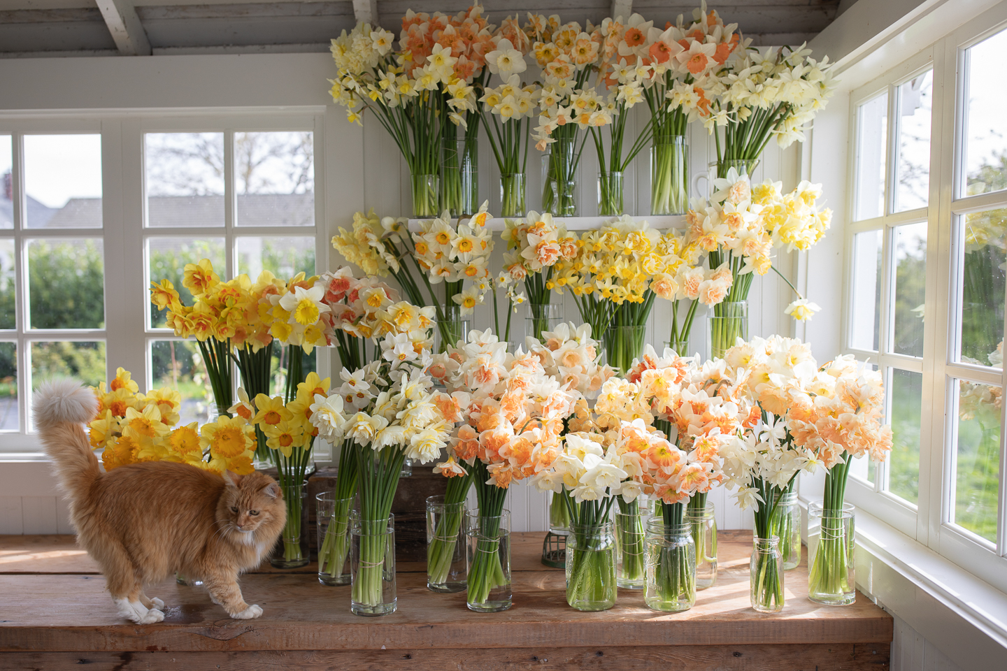 Farm cat Timmy and an heirloom narcissus vignette display in the studio at Floret