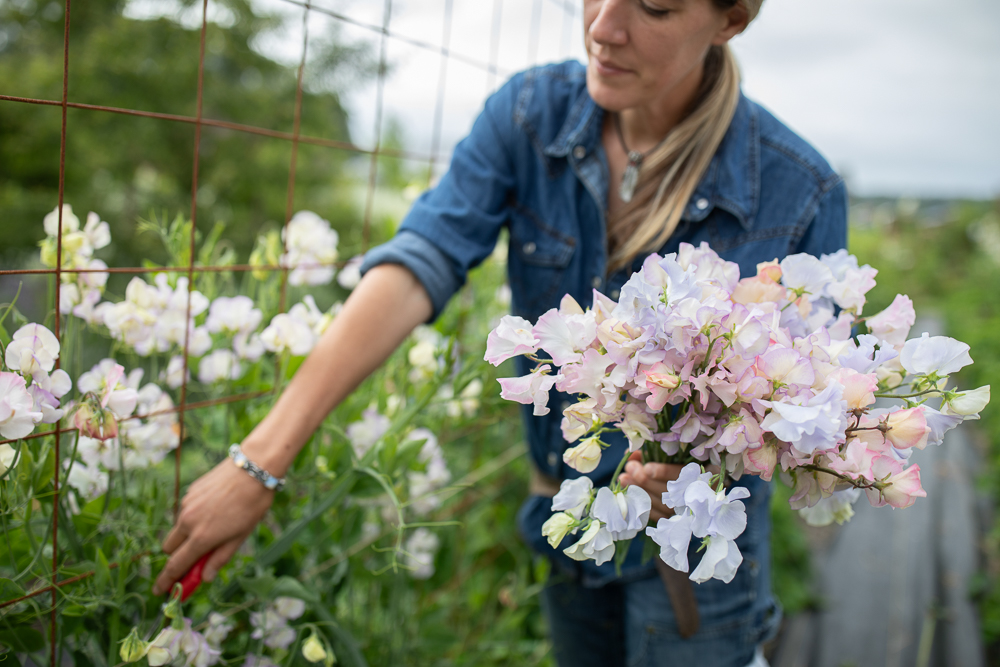 Erin Benzakein harvesting sweet peas