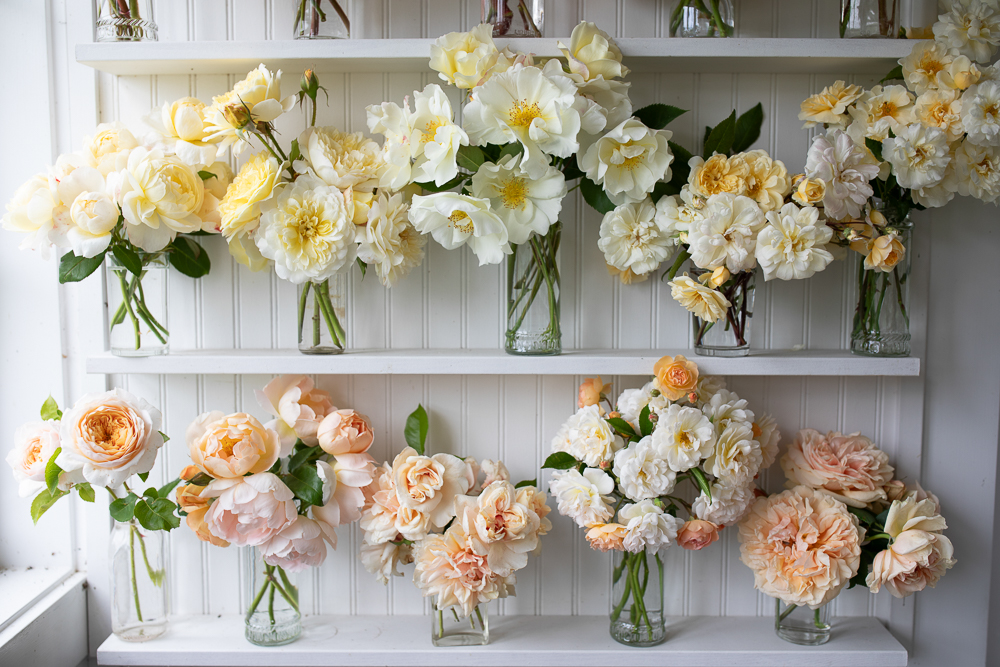 Garden rose vignette display in the studio at Floret