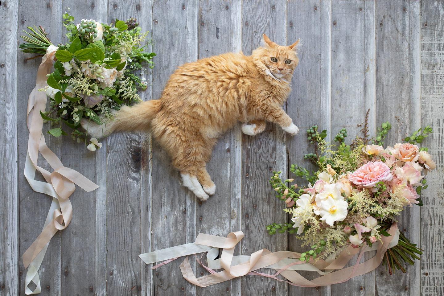 Timmy the farm cat surrounded by bridal bouquets